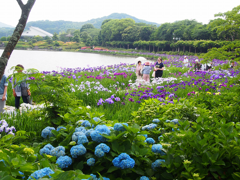 南楽園花菖蒲まつり