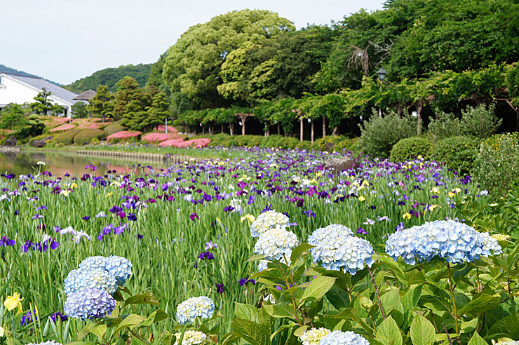 南楽園花菖蒲まつり