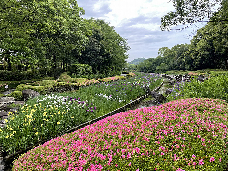 南楽園花菖蒲まつり