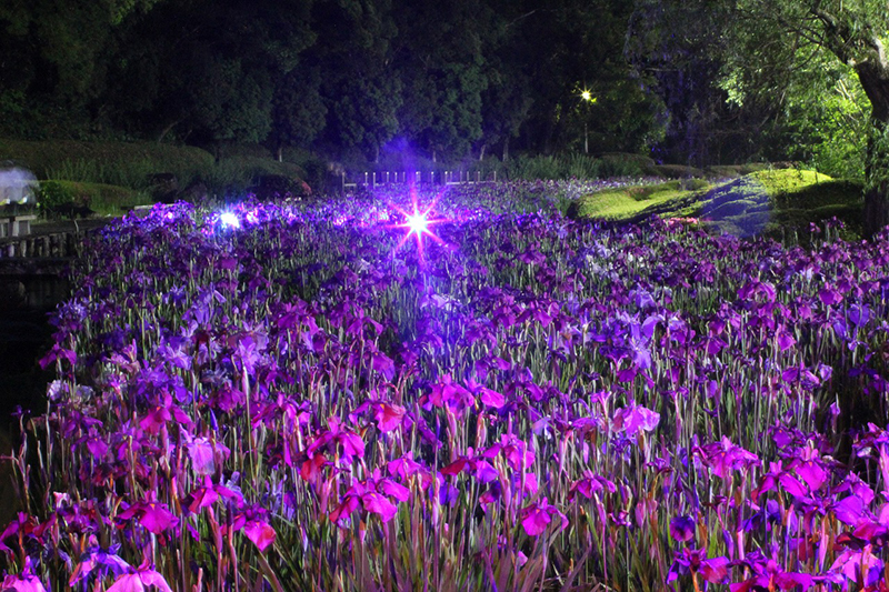 南楽園花菖蒲まつり