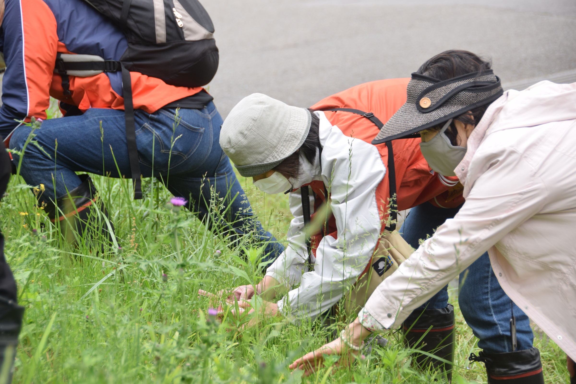 【身近な花の観察会】 久万公園で身近な花の名前を知ろう 【愛媛/久万高原町】 