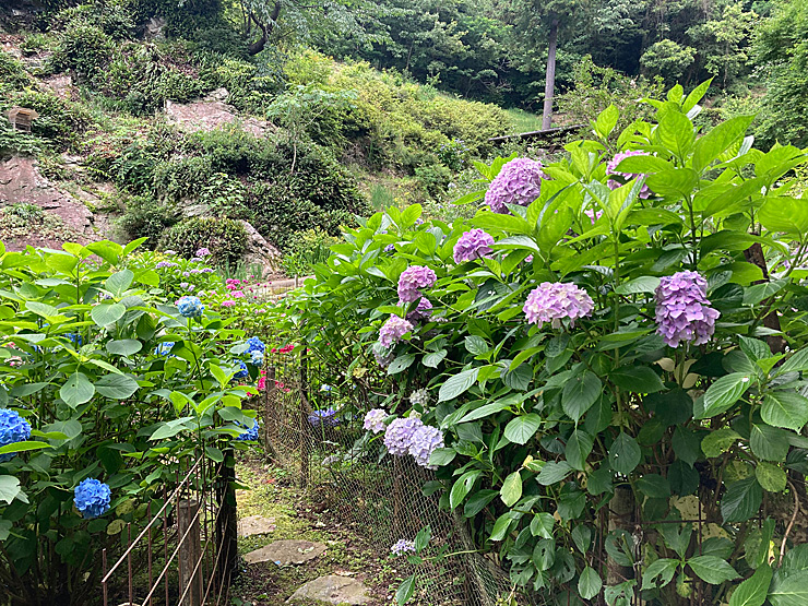 かくれの里 アジサイ情報