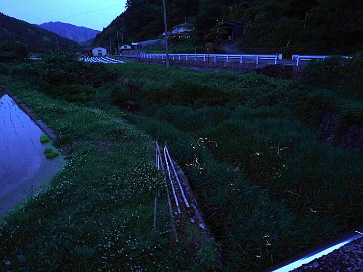 ホタル観察