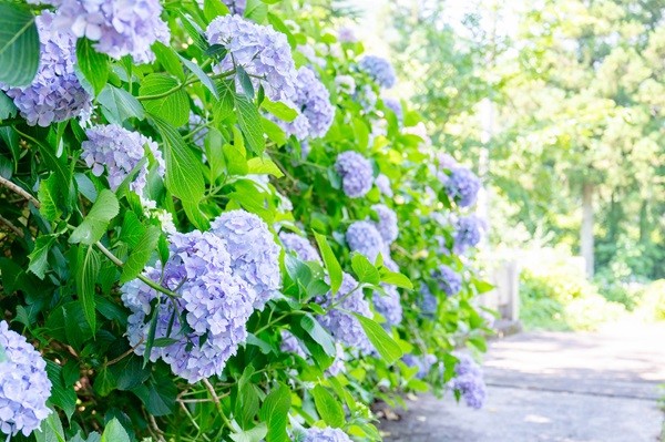 【第26回嶺南あじさい鑑賞会】 下長瀬あじさい公園で初夏の絶景と多彩な催しを楽しもう 【愛媛/四国中央市】