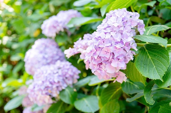 【第26回嶺南あじさい鑑賞会】 下長瀬あじさい公園で初夏の絶景と多彩な催しを楽しもう 【愛媛/四国中央市】