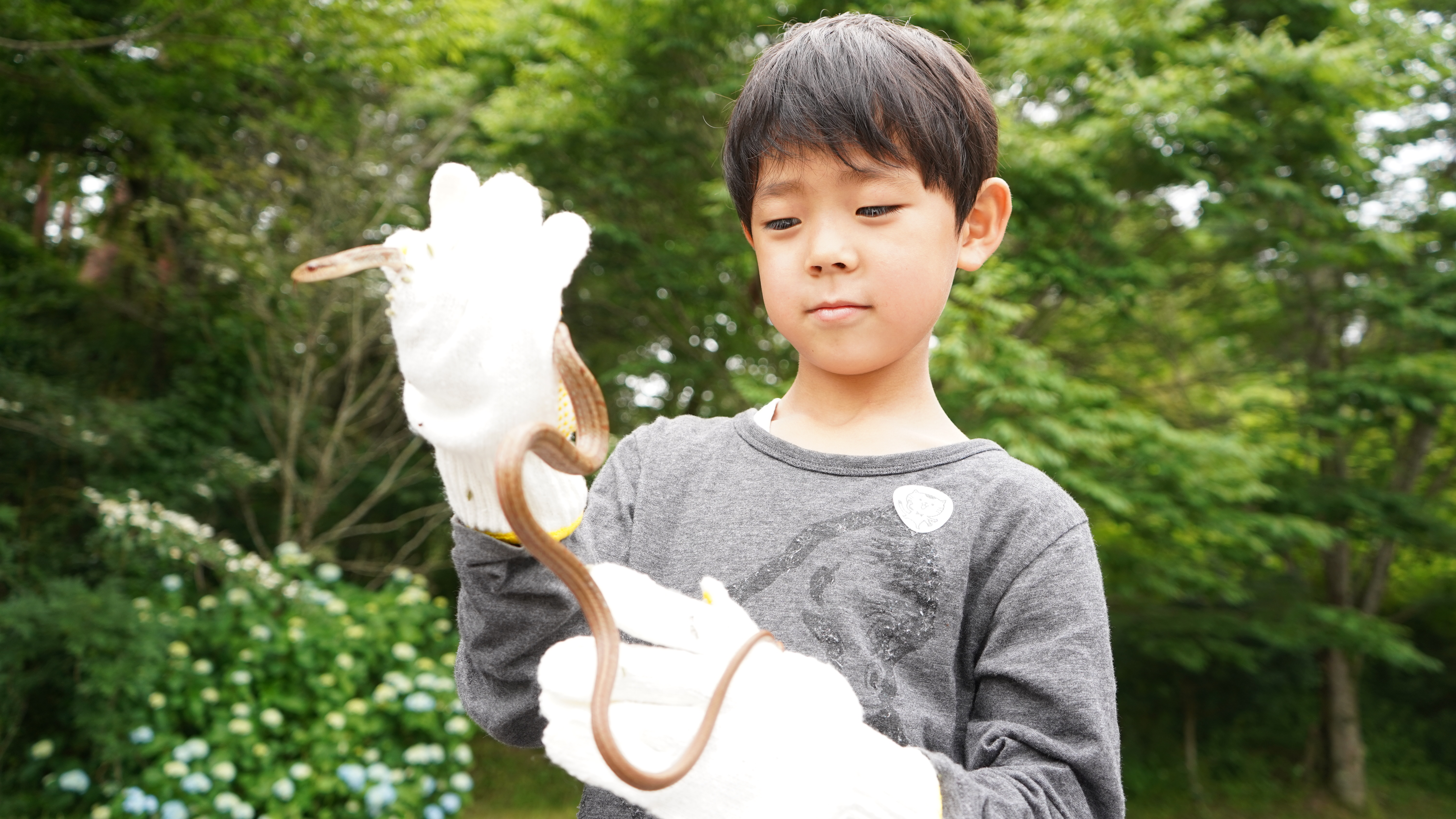【爬虫類探し】 ふるさと旅行村で発見と学びがあふれる本物体験【愛媛/久万高原町】
