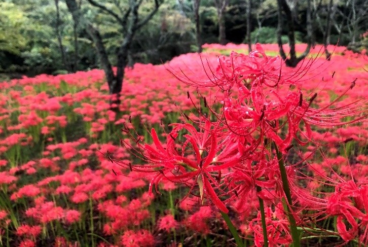 【第6回いよ窪野収穫祭】窪野公園で秋の自然と味覚を楽しむとっておきの休日へ【愛媛/松山市】