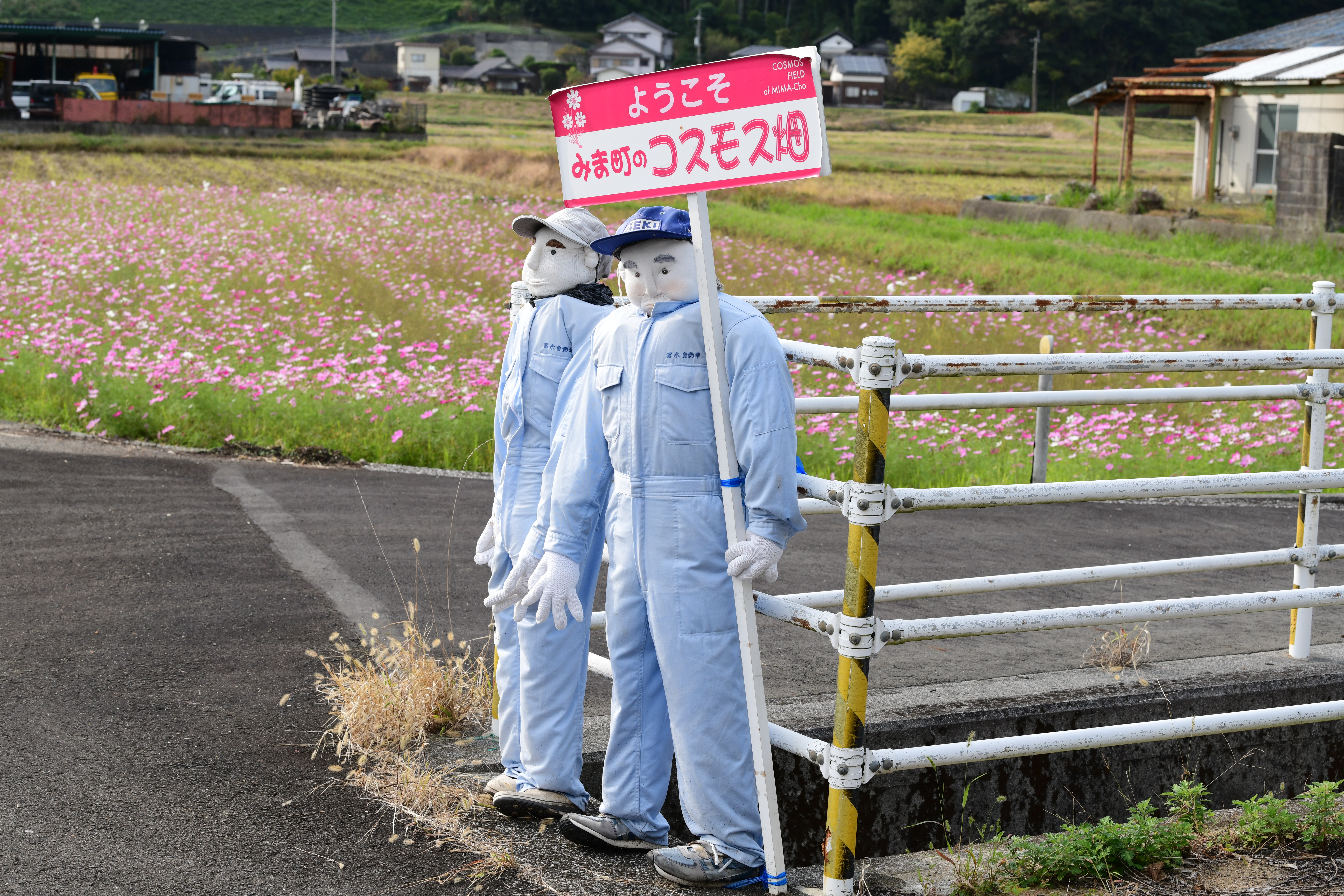 第37回みま町コスモスまつり