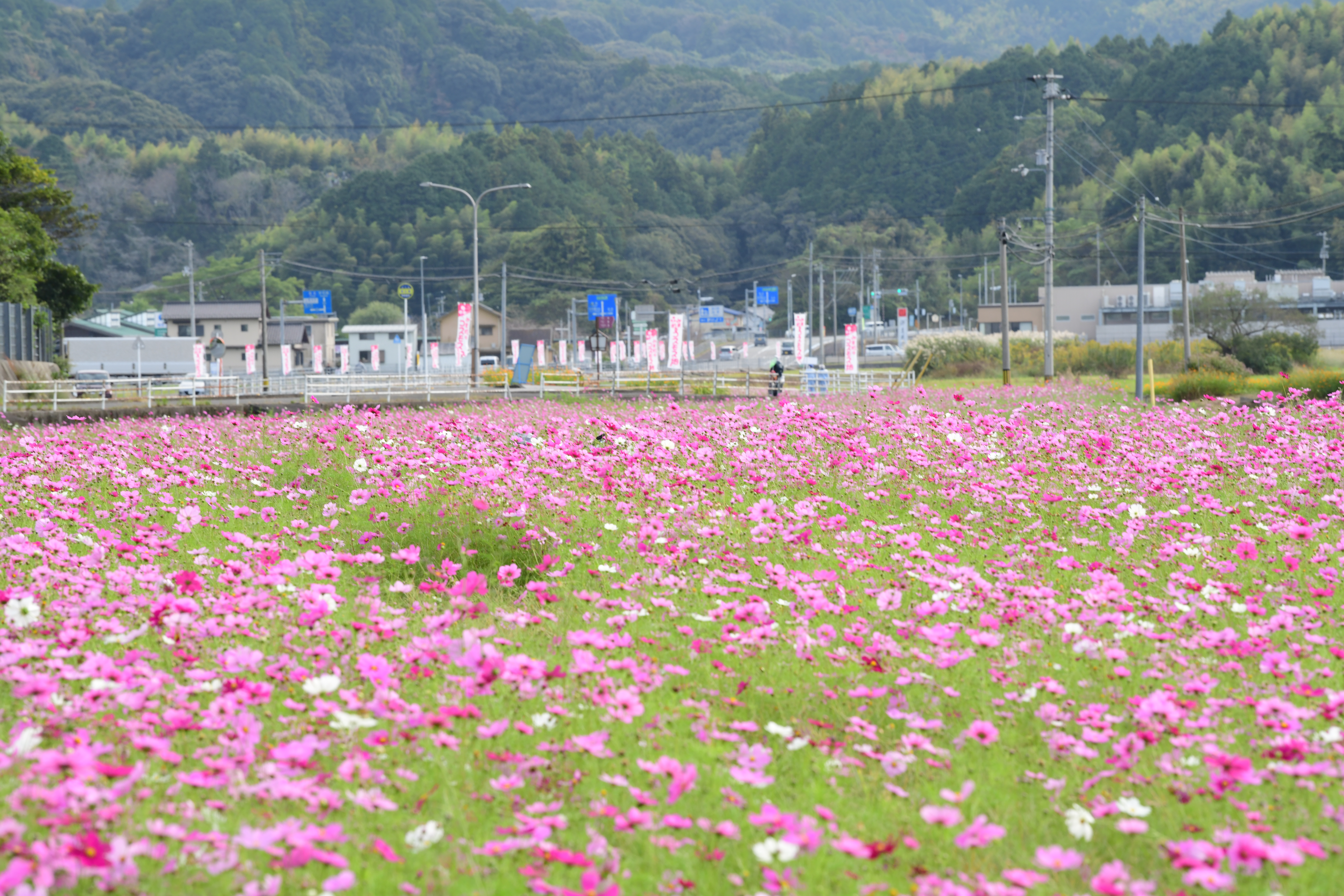 第37回みま町コスモスまつり
