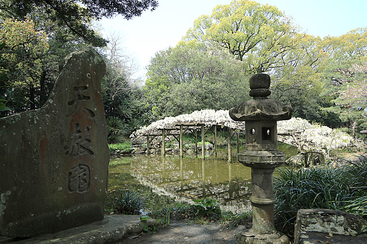 名勝 天赦園 藤の花 春の呈茶会