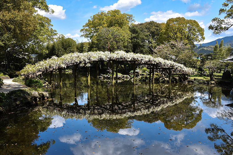 名勝 天赦園 藤の花 春の呈茶会