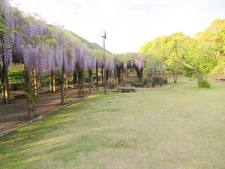 第27回藤まつり