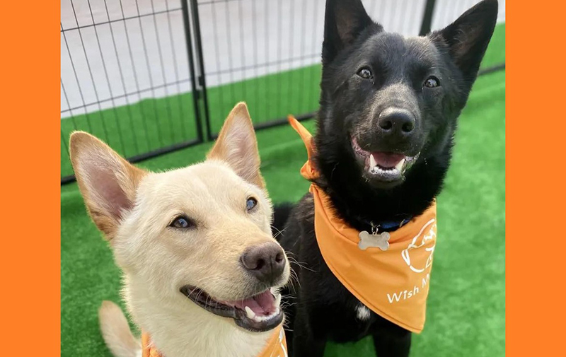 第4回 保護いぬ保護ねこ大譲渡会