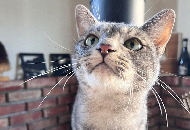 第4回 保護いぬ保護ねこ大譲渡会