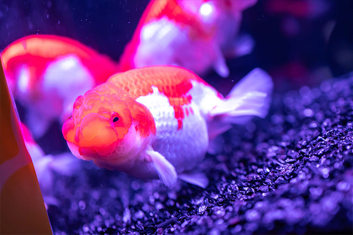 【イオンモール今治新都市アクアリウム】 色鮮やかな金魚と光が織りなす幻想空間で癒しの体験を【愛媛/今治市】