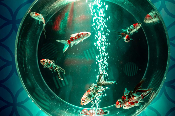 【イオンモール今治新都市アクアリウム】 色鮮やかな金魚と光が織りなす幻想空間で癒しの体験を【愛媛/今治市】