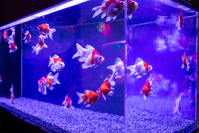 【イオンモール今治新都市アクアリウム】 色鮮やかな金魚と光が織りなす幻想空間で癒しの体験を【愛媛/今治市】