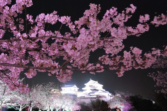 00_top_2松山4_花と松山城