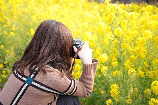 01菜の花