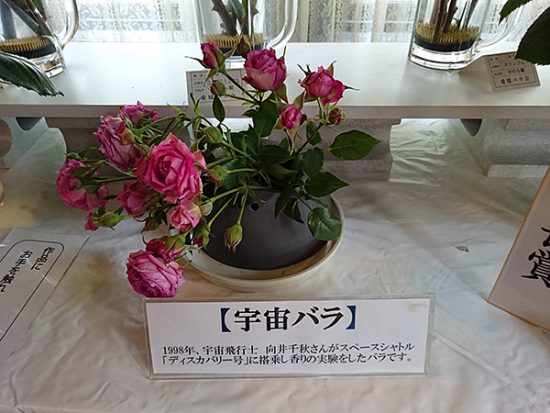 「宇宙バラ」。珍しい品種のバラも展示されていました。