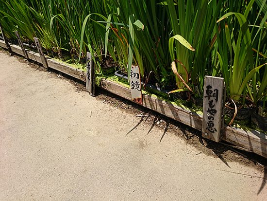 一つ一つ、丁寧に品種が書かれています。