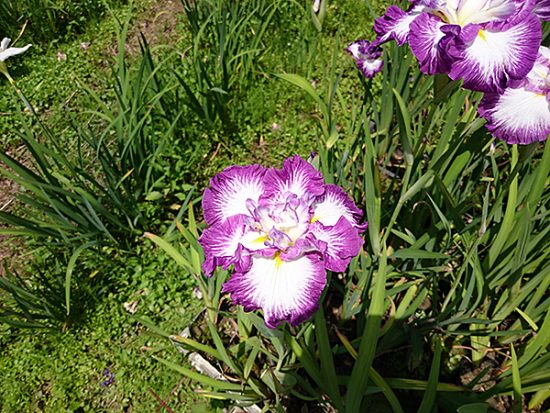 カーネーションのような、フリフリの花びらの品種も。