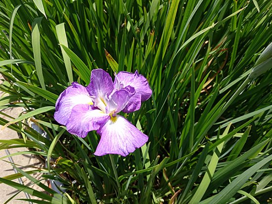 緑の葉に映えるというのも、花しょうぶの美しさの理由でしょうか。