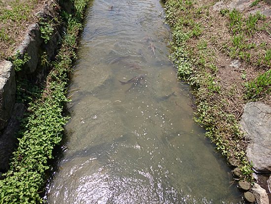 鯉や小魚がたくさん泳いでいました。