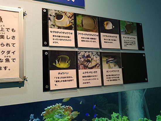 生物の解説パネルもあります。さすが「水族館」。