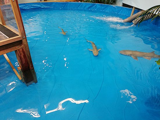 サメ専用プール。小さいけど、速く泳いでいてけっこう怖いです。