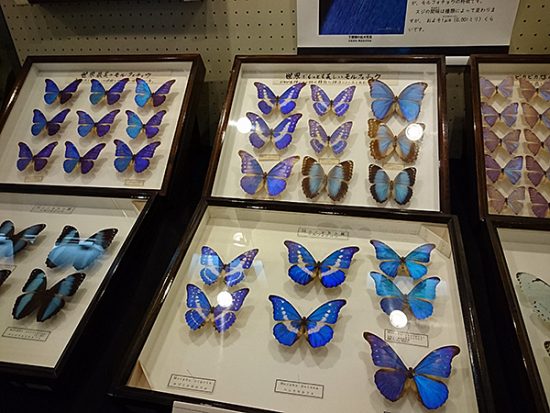 綺麗なブルーの羽を持つ蝶「モルフォチョウ」がたくさん！