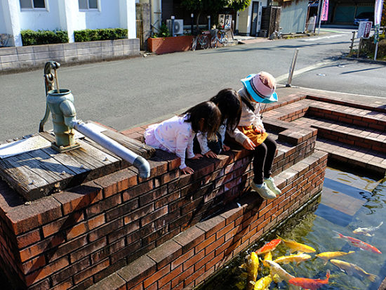 水路を泳ぐ鯉は子供たちの人気者