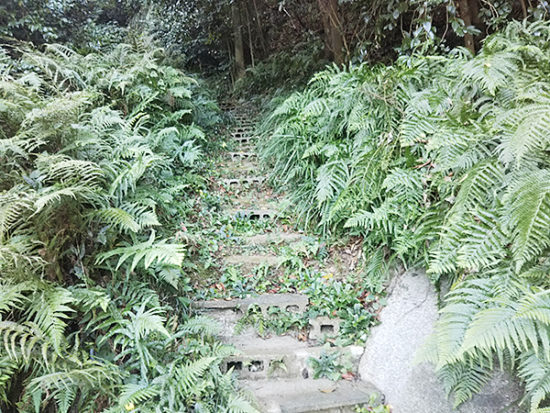 シダ植物たちがびっしり。