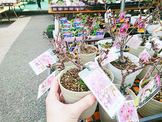 うち花見にお勧めの「一才桜」