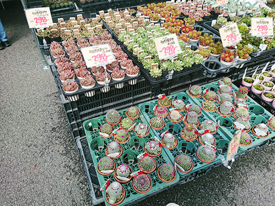 サボテンや多肉植物も色々並んでましたよ