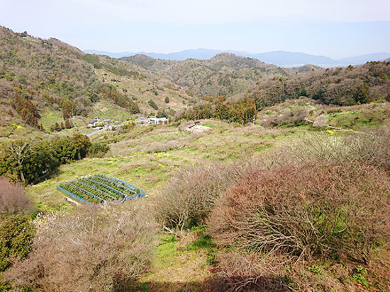 展望台から。ピーク時は一面の梅の花が見られます。