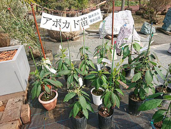 こんな鉢植えもあるんですよ～