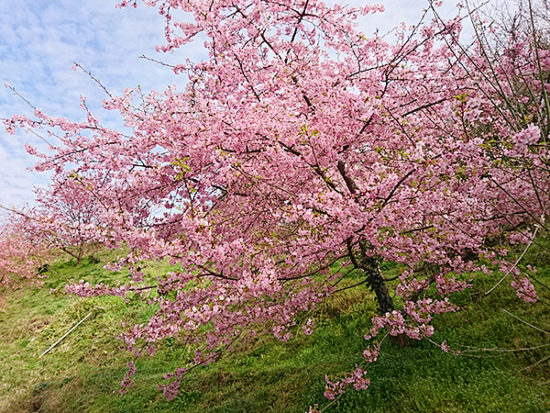 駐車場に近い斜面にあった河津桜。