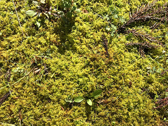 地面の苔が一面に広がっています。