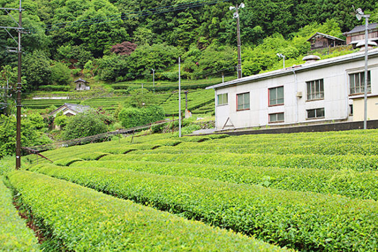 製茶場の前にはお茶畑が広がる。緑のコントラストがきれい。