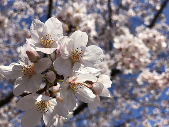 晴天の青に桜が映えます。