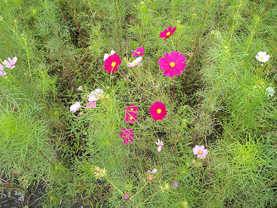 濃いピンク、白、薄いピンク…様々な種類が植えられています。