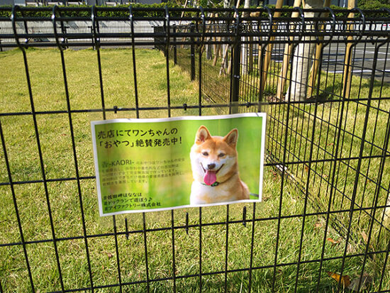 裏の芝生広場はドッグランになっていました。