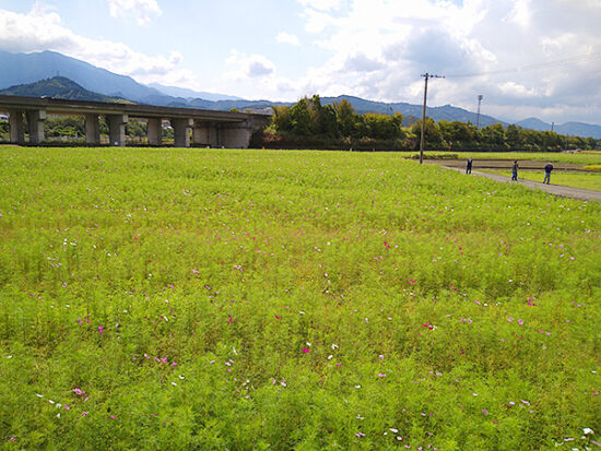 満開の時を見てみたいなあ～と思う、広い花畑。