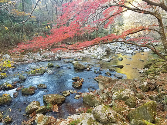 11月の小田深山渓谷で ドキドキ橋渡り イマナニ