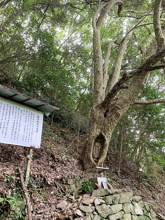 成木に彫られた生き木地蔵。神秘的。