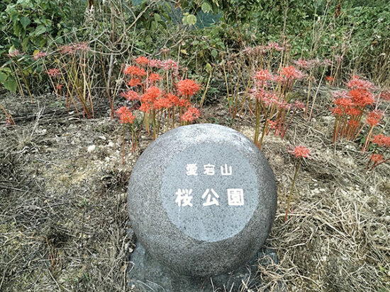 春の桜、初夏の紫陽花、秋の彼岸花と、四季折々の草花が楽しめる愛宕山。