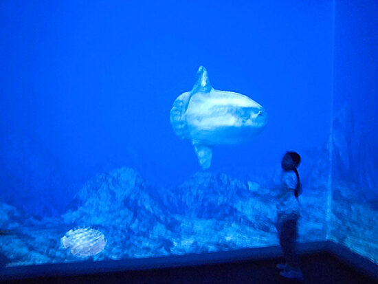 大きなマンボウ。左下はハリセンボン。