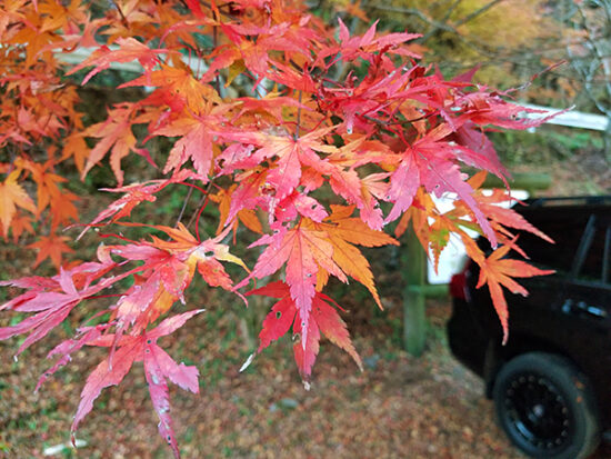 今回の目的だった綺麗な紅葉をパシャリ。