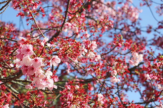陽光桜は鮮やかな濃いピンク色がとても可愛い桜です